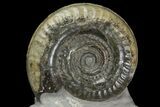 Jurassic Ammonite (Hildoceras) Fossil - England #171256-1